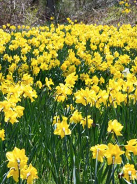 Field of yellow daffodils in spring