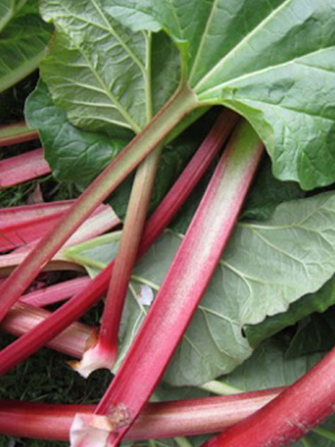 rhubarb-spring23