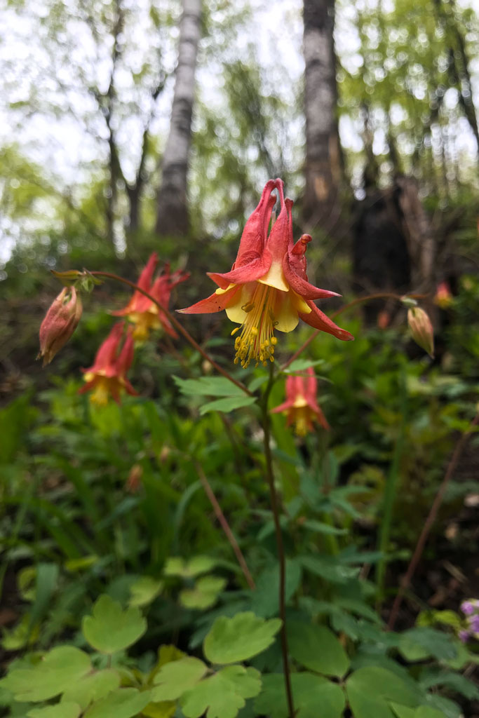 NativeColumbine